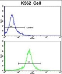 Invitrogen TALDO1 Polyclonal Antibody 400 &mu;L; Unconjugated:Antibodies,