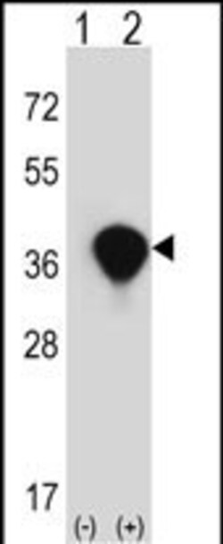 Invitrogen TALDO1 Polyclonal Antibody 400 &mu;L; Unconjugated:Antibodies,