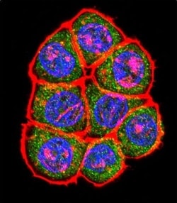 Invitrogen TBP Polyclonal Antibody 400 &mu;L | Buy Online | Invitrogen&trade; | Fisher Scientific