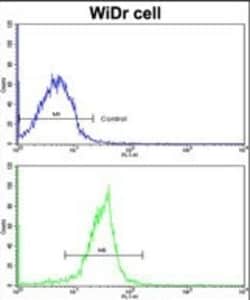 Invitrogen CRM1 Polyclonal Antibody 400 &mu;L | Buy Online | Invitrogen&trade; | Fisher Scientific
