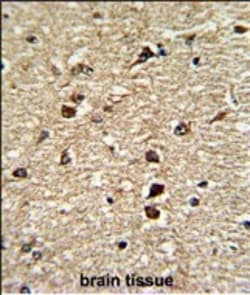 Invitrogen&trade;&nbsp;CRM1 Polyclonal Antibody