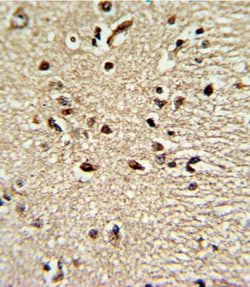 Invitrogen PAX4 Polyclonal Antibody 400 &mu;L; Unconjugated:Antibodies,