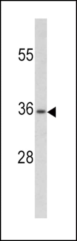 Invitrogen PAX4 Polyclonal Antibody 400 &mu;L; Unconjugated:Antibodies,