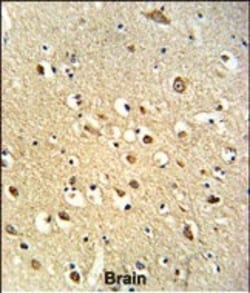 Invitrogen OGT Polyclonal Antibody 400 &mu;L; Unconjugated:Antibodies,