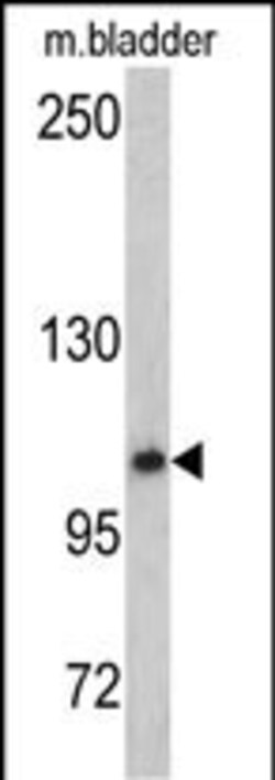 Invitrogen OGT Polyclonal Antibody 400 &mu;L; Unconjugated:Antibodies,