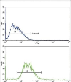Invitrogen Transthyretin Polyclonal Antibody 400 &mu;L; Unconjugated:Antibodies,