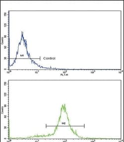 Invitrogen MCP-1 Polyclonal Antibody 400 &mu;L; Unconjugated:Antibodies,