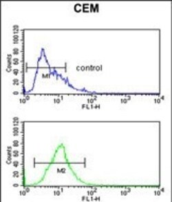 Invitrogen Cytokeratin 10 Polyclonal Antibody 400 &mu;L; Unconjugated:Antibodies,