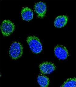 Invitrogen SERPINC1 Polyclonal Antibody 400 &mu;L; Unconjugated:Antibodies,