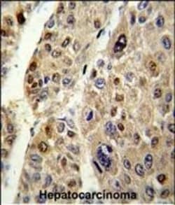 Invitrogen SERPINC1 Polyclonal Antibody 400 &mu;L; Unconjugated:Antibodies,