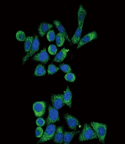 Invitrogen alpha Galactosidase Polyclonal Antibody 400 &mu;L; Unconjugated:Antibodies,
