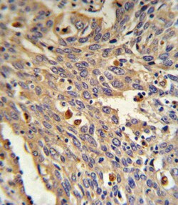 Invitrogen alpha Galactosidase Polyclonal Antibody 400 &mu;L; Unconjugated:Antibodies,