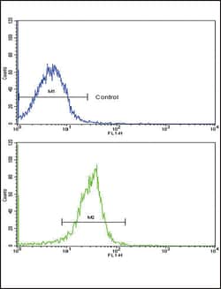 Invitrogen SPARC Polyclonal Antibody 400 &mu;L; Unconjugated:Antibodies,