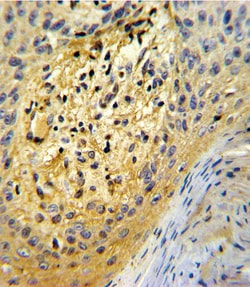 Invitrogen SPARC Polyclonal Antibody 400 &mu;L; Unconjugated:Antibodies,