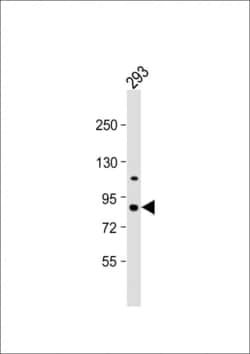 Invitrogen PKC epsilon Polyclonal Antibody 400 &mu;L; Unconjugated:Antibodies,