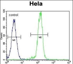 Invitrogen AKT2 Polyclonal Antibody 400 &mu;L; Unconjugated:Antibodies,