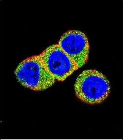 Invitrogen AKT2 Polyclonal Antibody 400 &mu;L; Unconjugated:Antibodies,