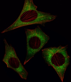 Invitrogen MOB4A Polyclonal Antibody 400 &mu;L; Unconjugated:Antibodies,