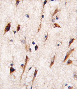 Invitrogen MOB4A Polyclonal Antibody 400 &mu;L; Unconjugated:Antibodies,