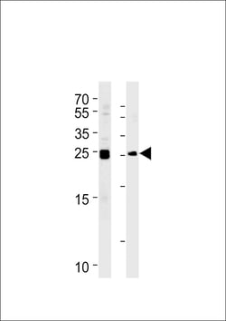 Invitrogen MOB4A Polyclonal Antibody 400 &mu;L; Unconjugated:Antibodies,