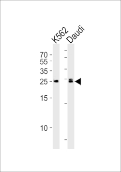Invitrogen MOB4A Polyclonal Antibody 400 &mu;L; Unconjugated:Antibodies,