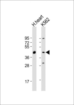 Invitrogen PDK4 Polyclonal Antibody 200 &mu;L; Unconjugated:Antistoffer