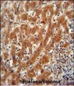 Invitrogen PKM2 Polyclonal Antibody 200 &mu;L | Buy Online | Invitrogen&trade; | Fisher Scientific