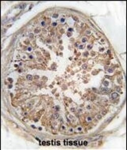 Invitrogen AMPK gamma-1 Polyclonal Antibody 400 &mu;L; Unconjugated:Antibodies,