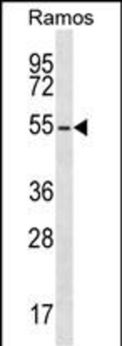 Invitrogen PRKAR2B Polyclonal Antibody 400 &mu;L; Unconjugated:Antibodies,