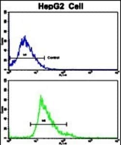 Invitrogen Creatine Kinase MB Polyclonal Antibody 400 μL; Unconjugated:Antibodies,