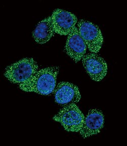 Invitrogen PGK1 Polyclonal Antibody 400 &mu;L; Unconjugated:Antibodies,
