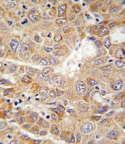 Invitrogen PGK1 Polyclonal Antibody 400 &mu;L; Unconjugated:Antibodies,