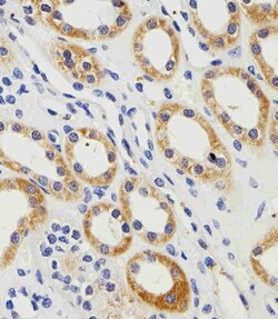 Invitrogen PGK1 Polyclonal Antibody 400 &mu;L; Unconjugated:Antibodies,