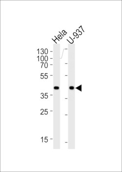 Invitrogen PGK1 Polyclonal Antibody 400 &mu;L; Unconjugated:Antibodies,