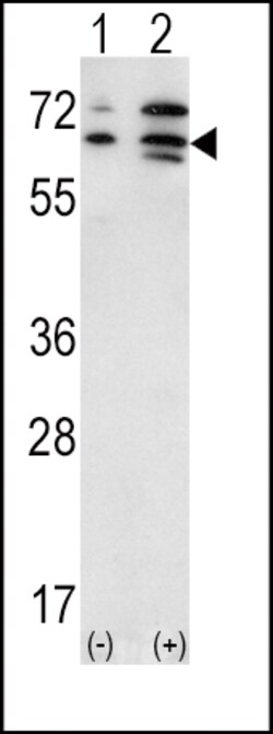 Invitrogen ACVR2A Polyclonal Antibody 400 &mu;L; Unconjugated:Antibodies,