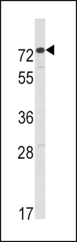 Invitrogen AMHR2 Polyclonal Antibody 400 &mu;L; Unconjugated:Antibodies,