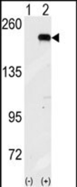 Invitrogen GCN2 Polyclonal Antibody 400 &mu;L; Unconjugated:Antibodies,