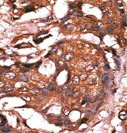 Invitrogen GUCY1A3 Polyclonal Antibody 400 μL; Unconjugated:Antibodies,