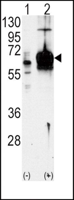Invitrogen GUCY1A3 Polyclonal Antibody 400 μL; Unconjugated:Antibodies,