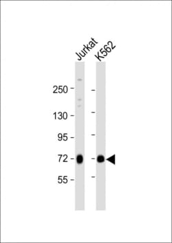 Invitrogen MELK Polyclonal Antibody 400 &mu;L; Unconjugated:Antibodies,