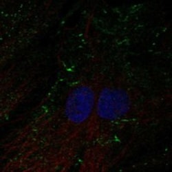 Invitrogen SHROOM4 Polyclonal Antibody 100 μL; Unconjugated:Antibodies,