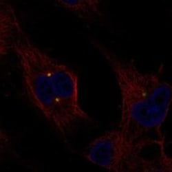 Invitrogen EXTL1 Polyclonal Antibody 100 &mu;L; Unconjugated:Antibodies,