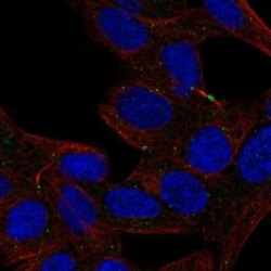 Invitrogen Defensin 5 Polyclonal Antibody 100 &mu;L; Unconjugated:Antibodies,