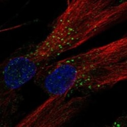 Invitrogen LMBRD1 Polyclonal Antibody 100 &mu;L; Unconjugated:Antibodies,
