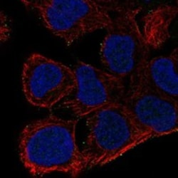 Invitrogen AKAP7 Polyclonal Antibody 100 &mu;L; Unconjugated:Antibodies,