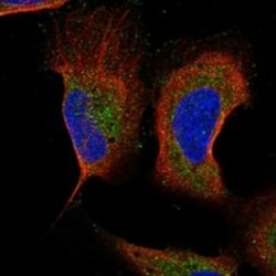 Invitrogen LC3B Polyclonal Antibody 100 &mu;L; Unconjugated:Antibodies,