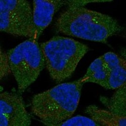 Invitrogen MS4A12 Polyclonal Antibody 100 &mu;L; Unconjugated:Antibodies,