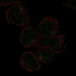 Invitrogen SIGLEC11 Polyclonal Antibody 100 &mu;L; Unconjugated:Antibodies,