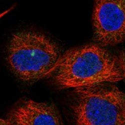 Invitrogen FNIP2 Polyclonal Antibody 100 &mu;L | Buy Online | Invitrogen&trade; | Fisher Scientific