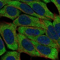 Invitrogen KLRF1 Polyclonal Antibody 100 &mu;L; Unconjugated:Antibodies,